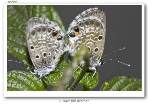 Image of Caribbean blue