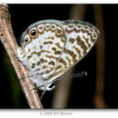 Image de Leptotes cassius (Cramer (1775))