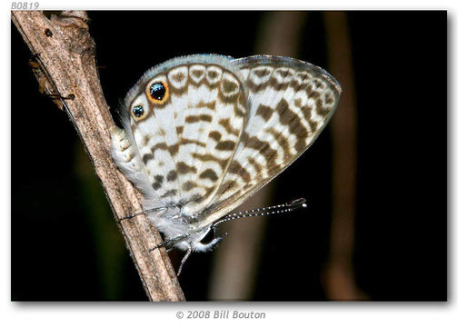 صورة Leptotes cassius (Cramer (1775))