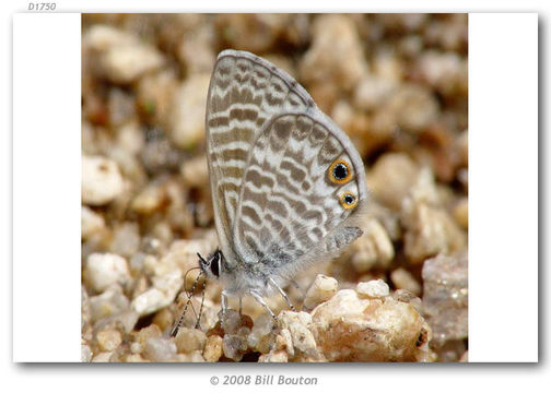 Image of Leptotes