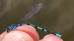 Image of Hagen's Bluet