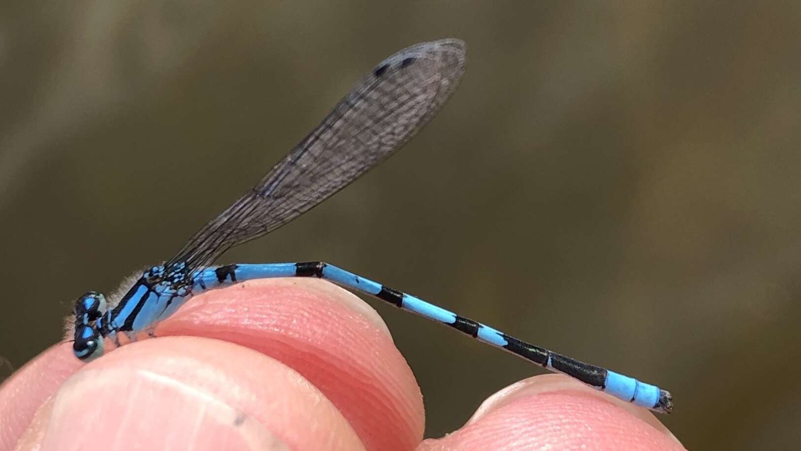 Image of Hagen's Bluet