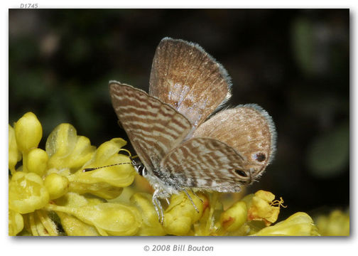 Image of Leptotes