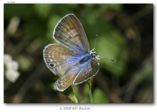 Image of Leptotes