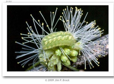 Image of Leptotes