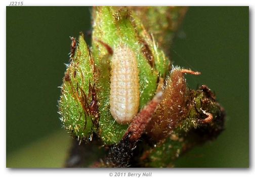 Image of Leptotes