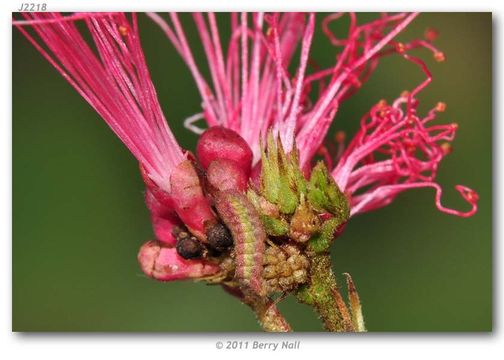 Image of Leptotes