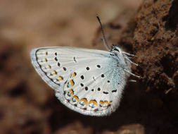 Image of Northern Blue