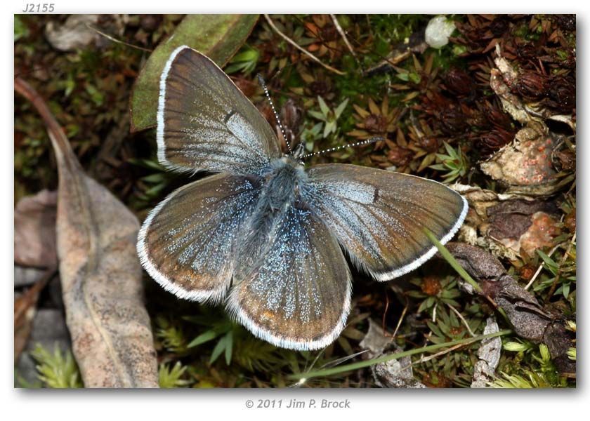 Image of Northern Blue