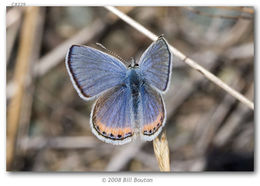 Image of Lycaena acmon Westwood (1852)