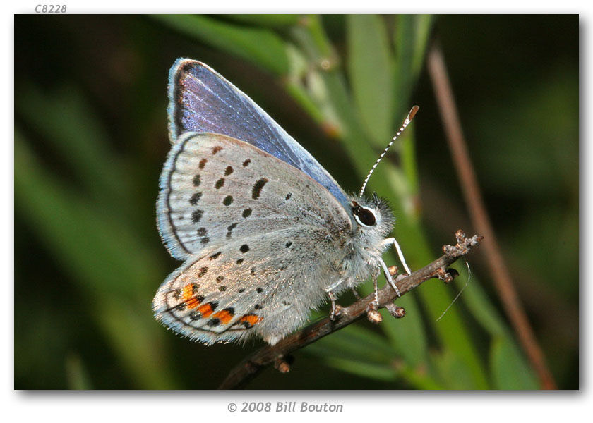 Image of Lycaena acmon Westwood (1852)