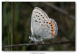 Image of Lycaena acmon Westwood (1852)