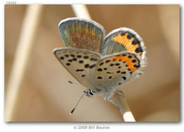 Image of Lycaena acmon Westwood (1852)