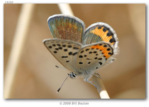 Image of Lycaena acmon Westwood (1852)