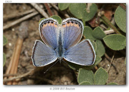 Image of Lycaena acmon Westwood (1852)