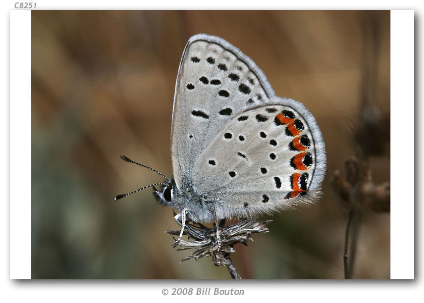 Image de Lycaena acmon Westwood (1852)