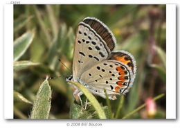 Слика од Lycaena acmon Westwood (1852)