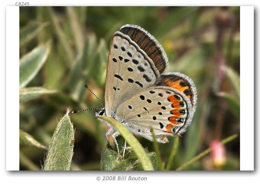 Image of Lycaena acmon Westwood (1852)