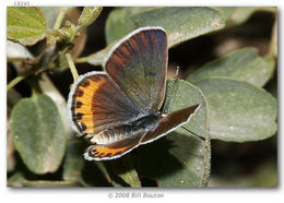 Image of Lycaena acmon Westwood (1852)