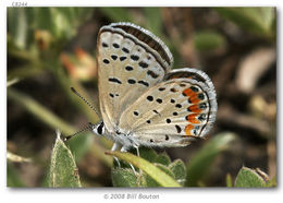 Image of Lycaena acmon Westwood (1852)