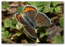 Image of Lycaena acmon Westwood (1852)