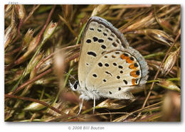 Image of Lycaena acmon Westwood (1852)