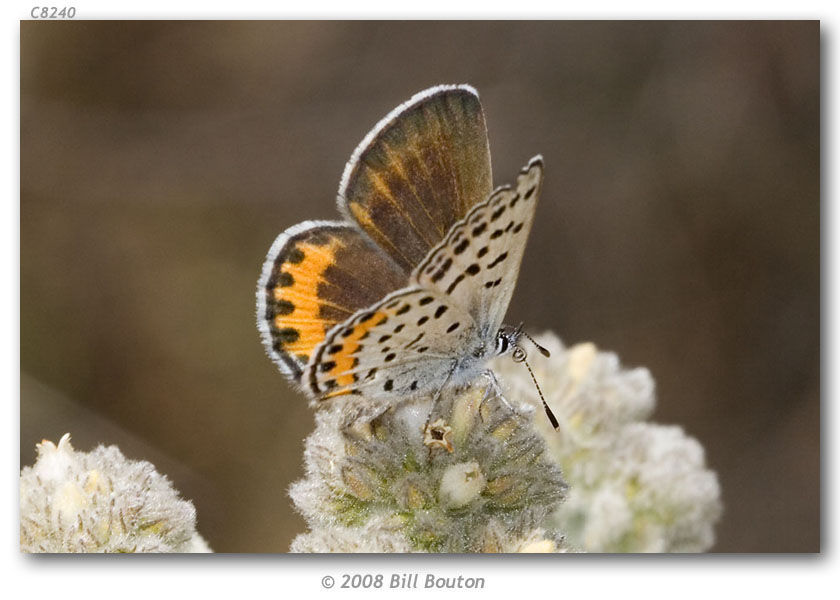 Image of Lycaena acmon Westwood (1852)