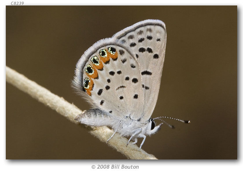 Image de Lycaena acmon Westwood (1852)