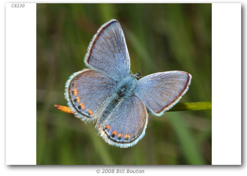 Image of Lycaena acmon Westwood (1852)