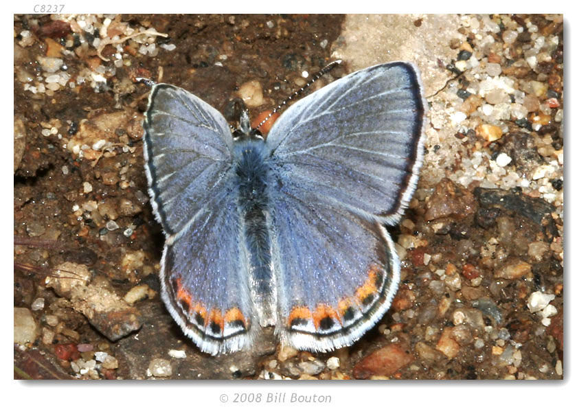 Image of Lycaena acmon Westwood (1852)