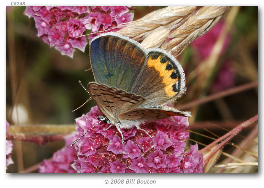 Image de Lycaena acmon Westwood (1852)