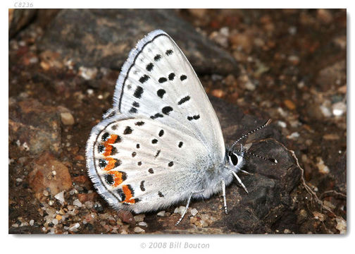 Image of Lycaena acmon Westwood (1852)