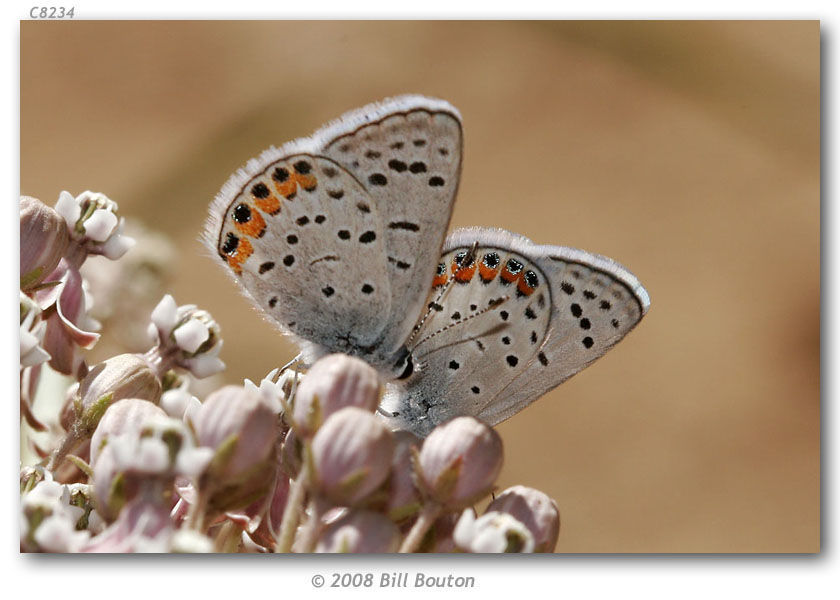 Image de Lycaena acmon Westwood (1852)