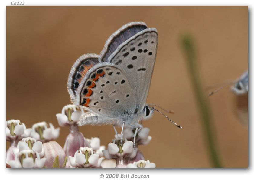 Image of Lycaena acmon Westwood (1852)