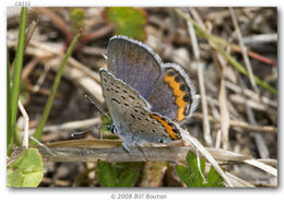 Image of Lycaena acmon Westwood (1852)