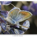 صورة Icaricia icarioides (Boisduval 1852)