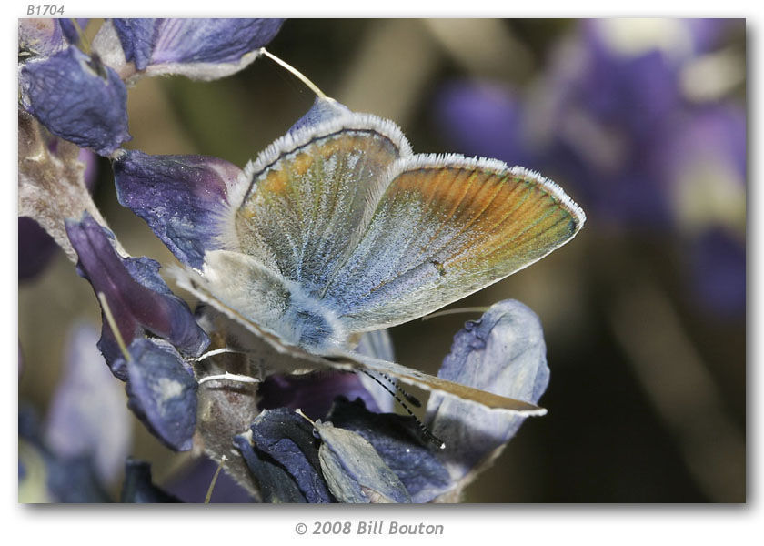 Sivun Icaricia kuva