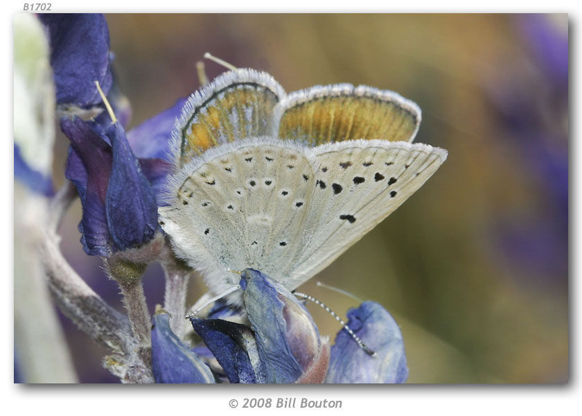 Sivun Icaricia kuva