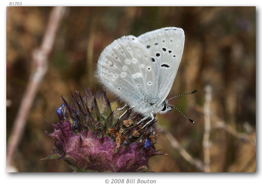 Sivun Icaricia kuva