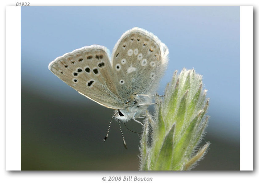 Sivun Icaricia kuva