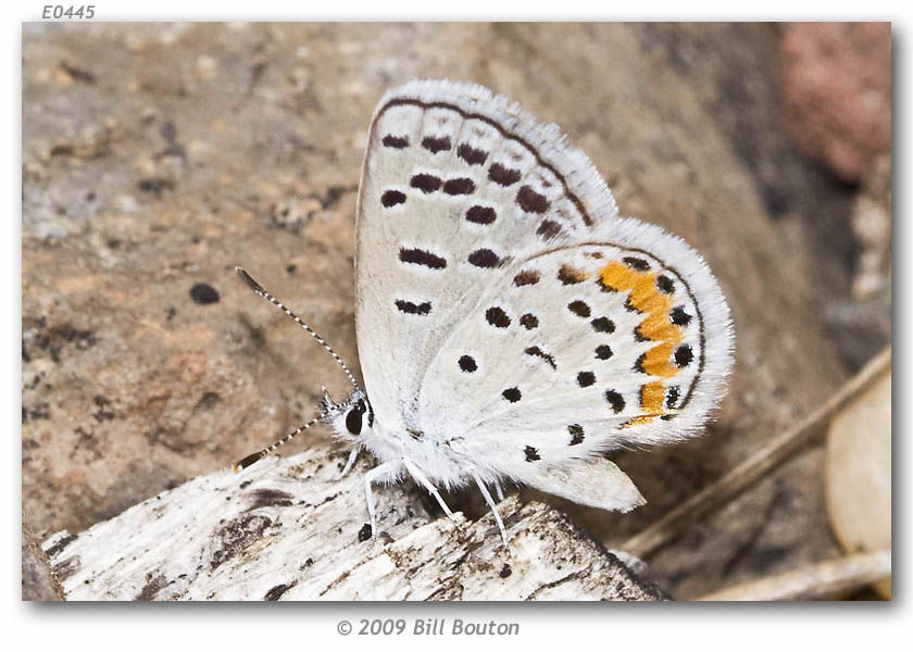 Imagem de Plebejus lupini (Boisduval 1869)