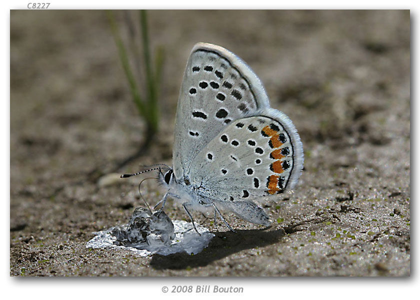 Imagem de Plebejus lupini (Boisduval 1869)