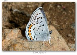 Imagem de Plebejus lupini (Boisduval 1869)