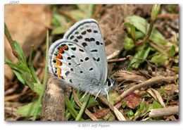 Imagem de Plebejus lupini (Boisduval 1869)