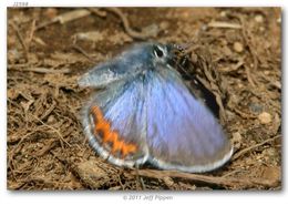 Imagem de Plebejus lupini (Boisduval 1869)