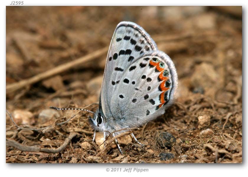 Imagem de Plebejus lupini (Boisduval 1869)