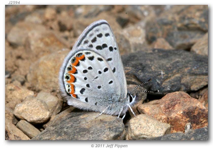 Plebejus lupini (Boisduval 1869) resmi