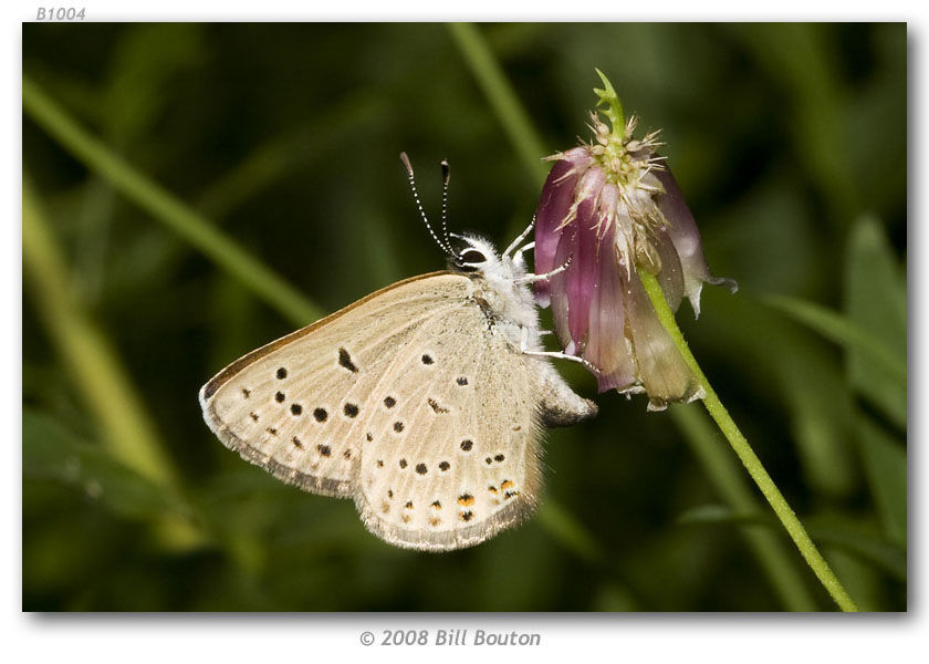 Plebejus saepiolus (Boisduval 1852) resmi