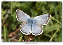 Plebejus saepiolus (Boisduval 1852) resmi