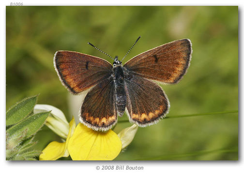 Imagem de Plebejus saepiolus (Boisduval 1852)